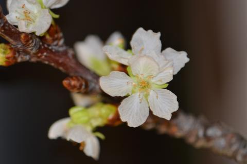 Blühender Barbarazweig